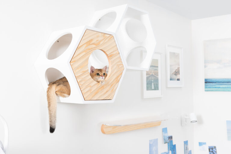 寵物宅10個室內設計技巧！讓毛小孩也能安心生活的空間規劃與注意事項