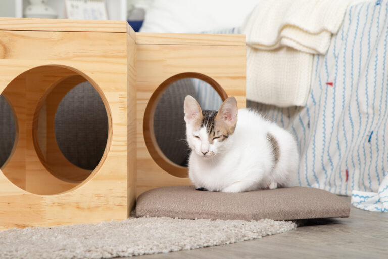 寵物宅10個室內設計技巧！讓毛小孩也能安心生活的空間規劃與注意事項